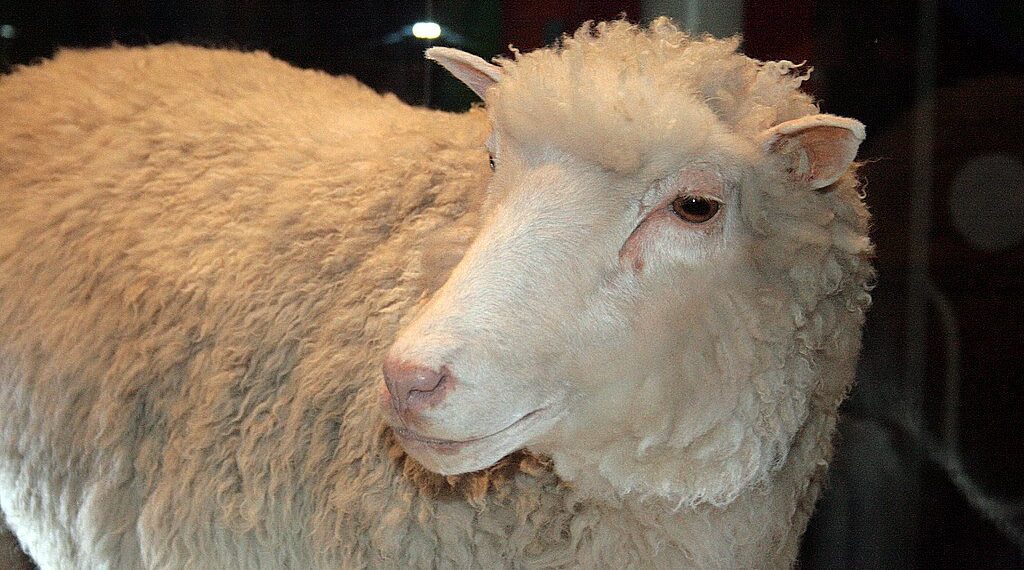 Dolly the sheep, the first mammal cloned from an adult somatic cell