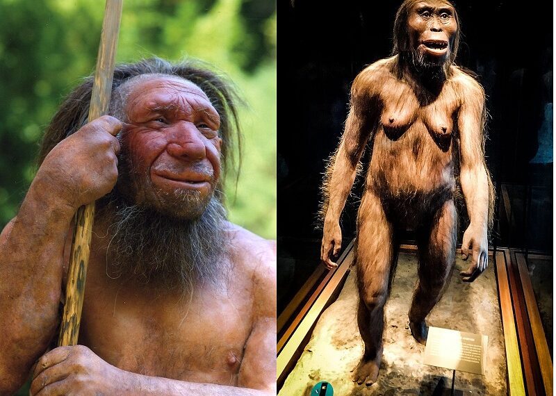 Illustration of human evolution from ape-like ancestors to modern humans
